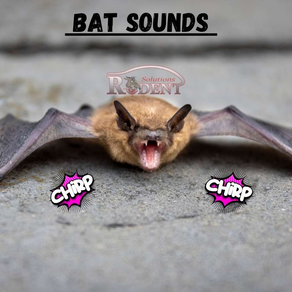 What sounds do bats make? 