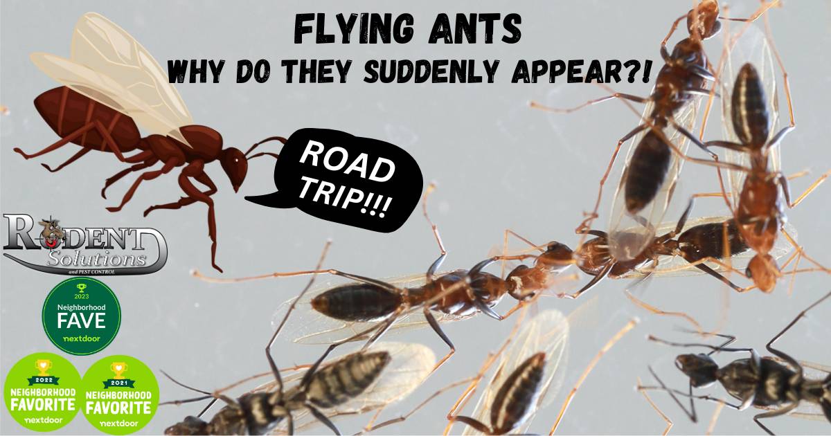 Flying Ants: Why They Suddenly Appear & How to Get Rid of Them