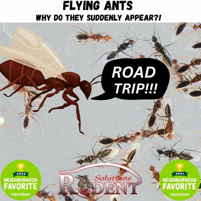 Flying Ants