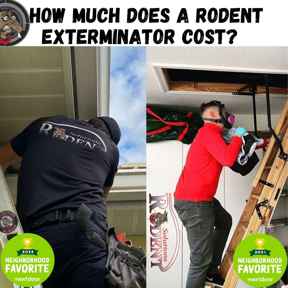 How Much Does a Rodent Exterminator Cost