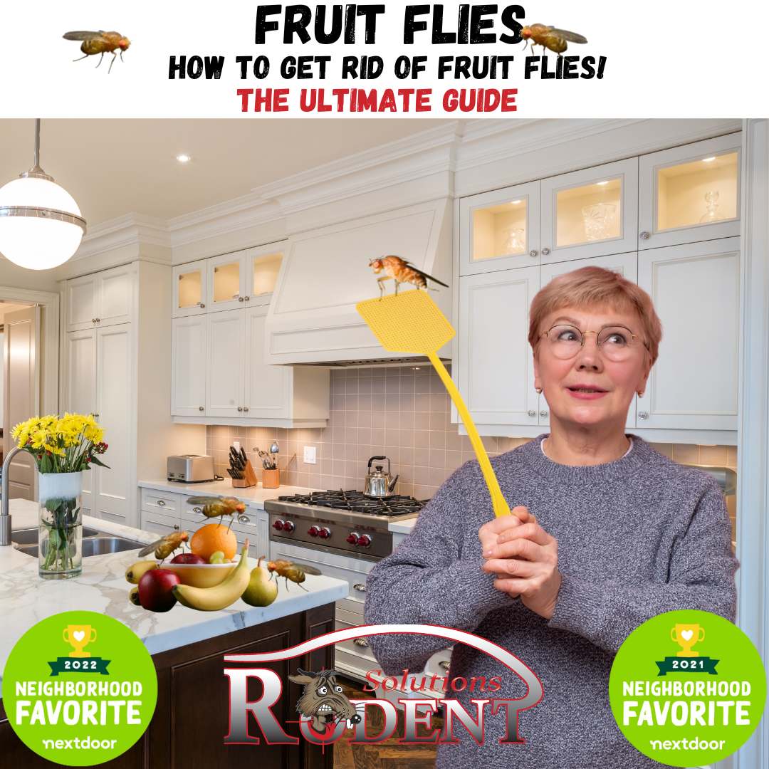 Get Rid of Fruit Flies