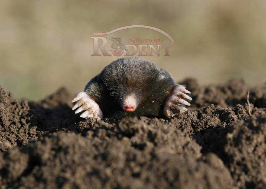 Mole Control Rodent Solutions Inc Lakewood-Ranch, Bradenton, Sarasota and Parrish,-Florida