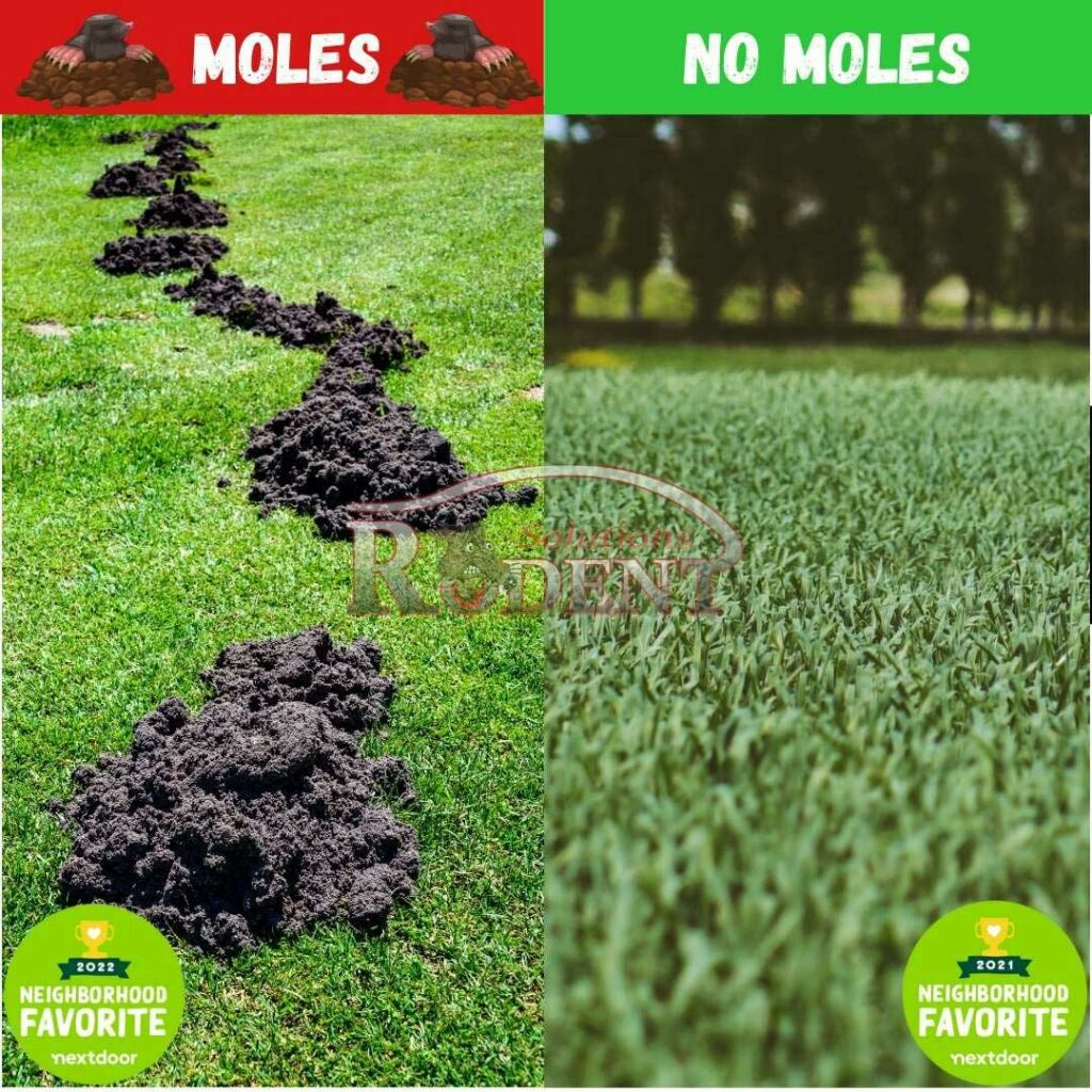 Mole Control Rodent Solutions Inc Lakewood-Ranch, Bradenton, Sarasota and Parrish,-Florida