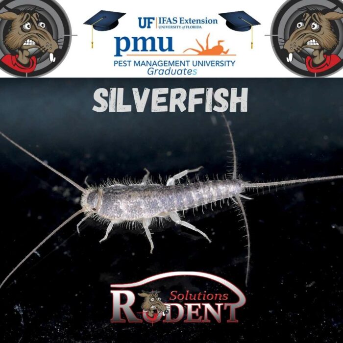 Silverfish: What are they, and how do I get rid of them