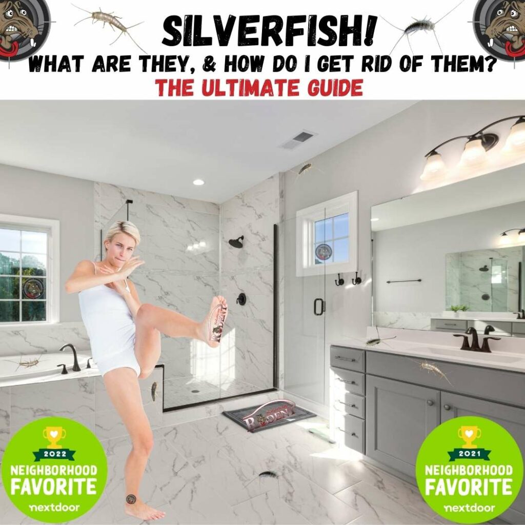How Do I Get Rid Of Silverfish 