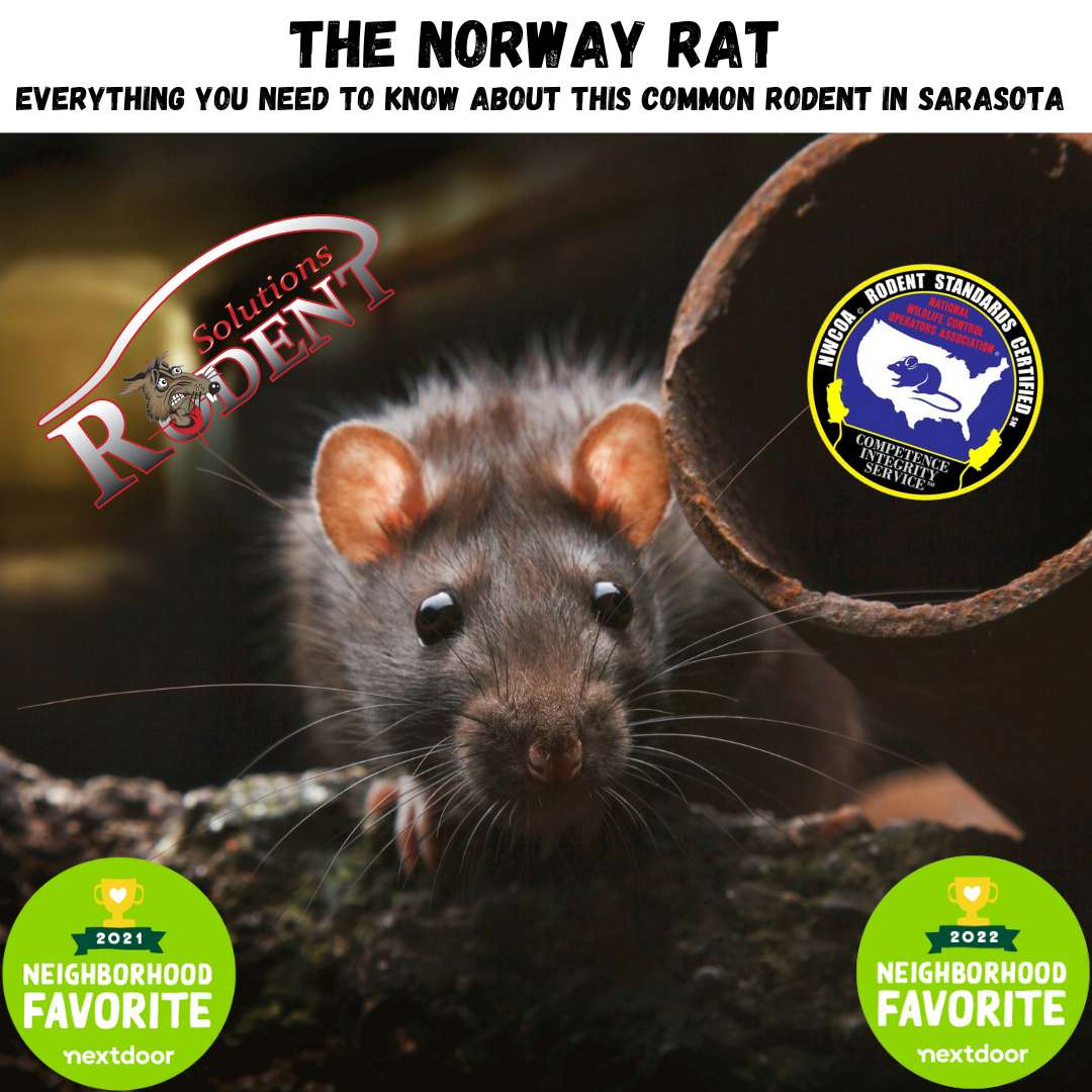 Norway Rats: Control & Prevention Information for Rats