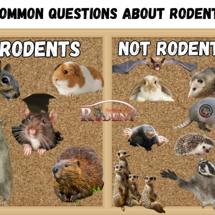 Common Questions About Rodents