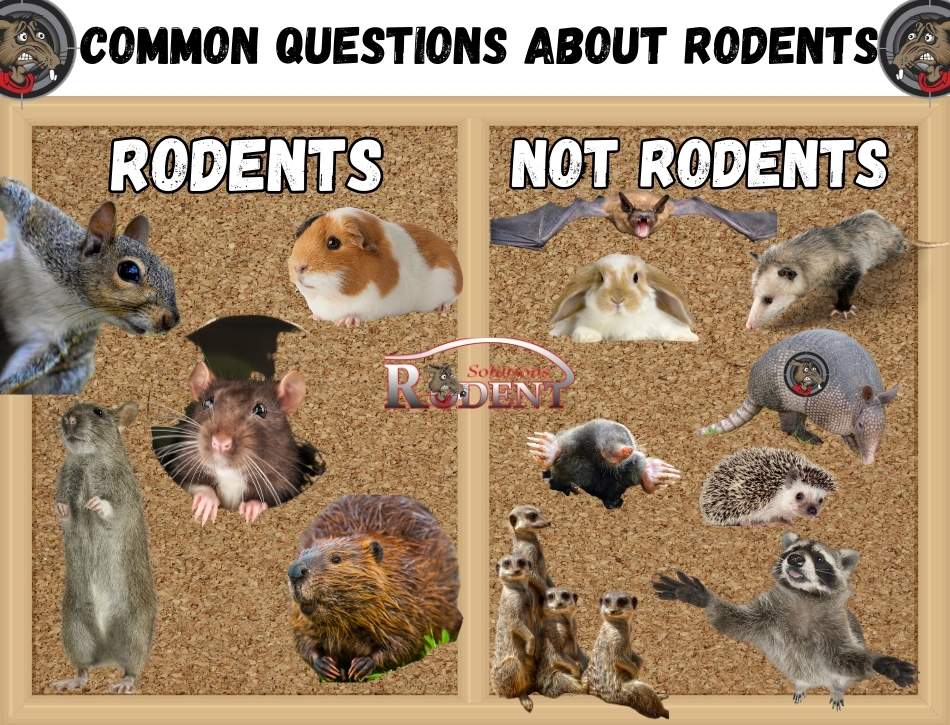 Common Questions About Rodents