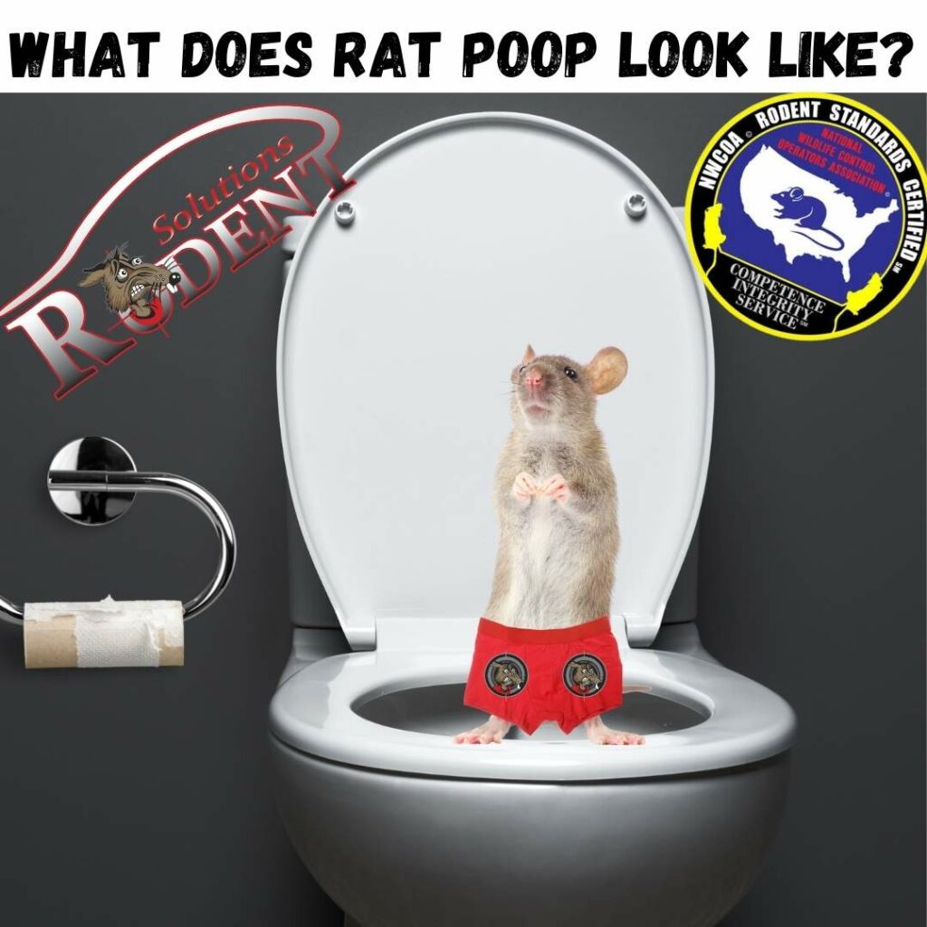 What does rat poop look like?