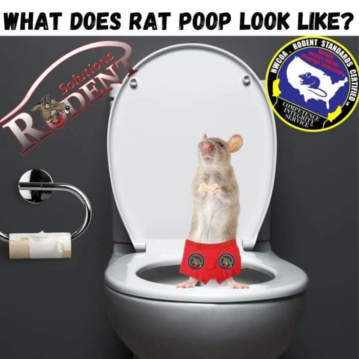 What Does Rat Poop Look Like