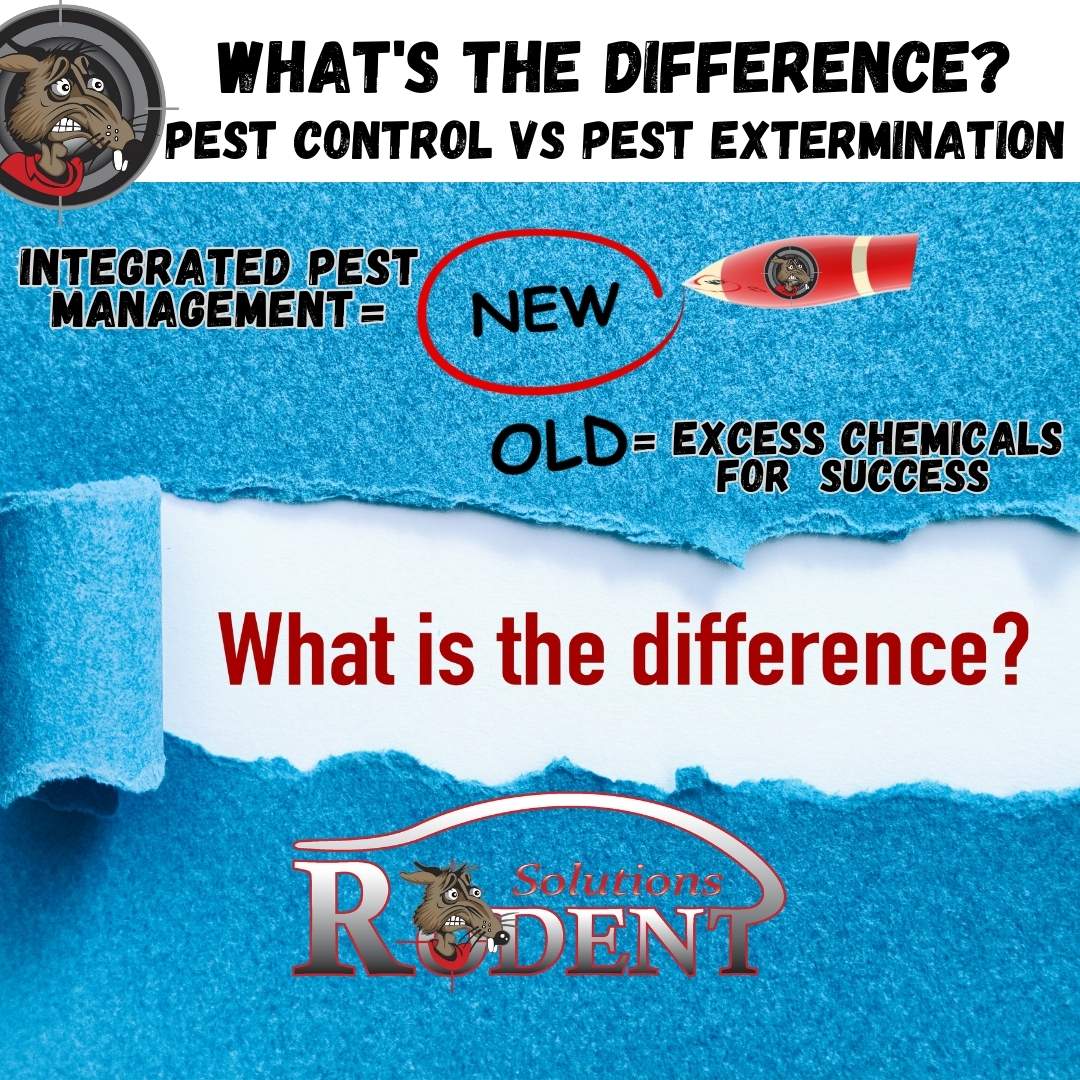 Difference Between Pest Control and Pest Extermination