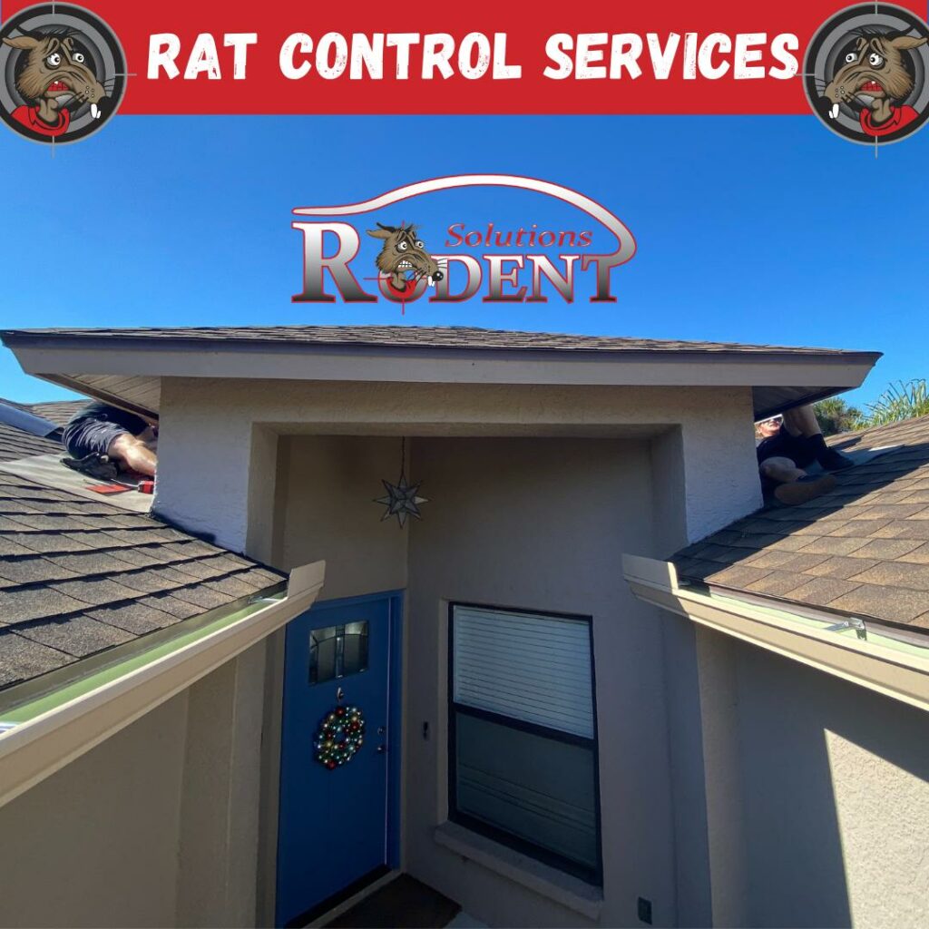 Rat Control Being Performed On A Home in Lakewood Ranch