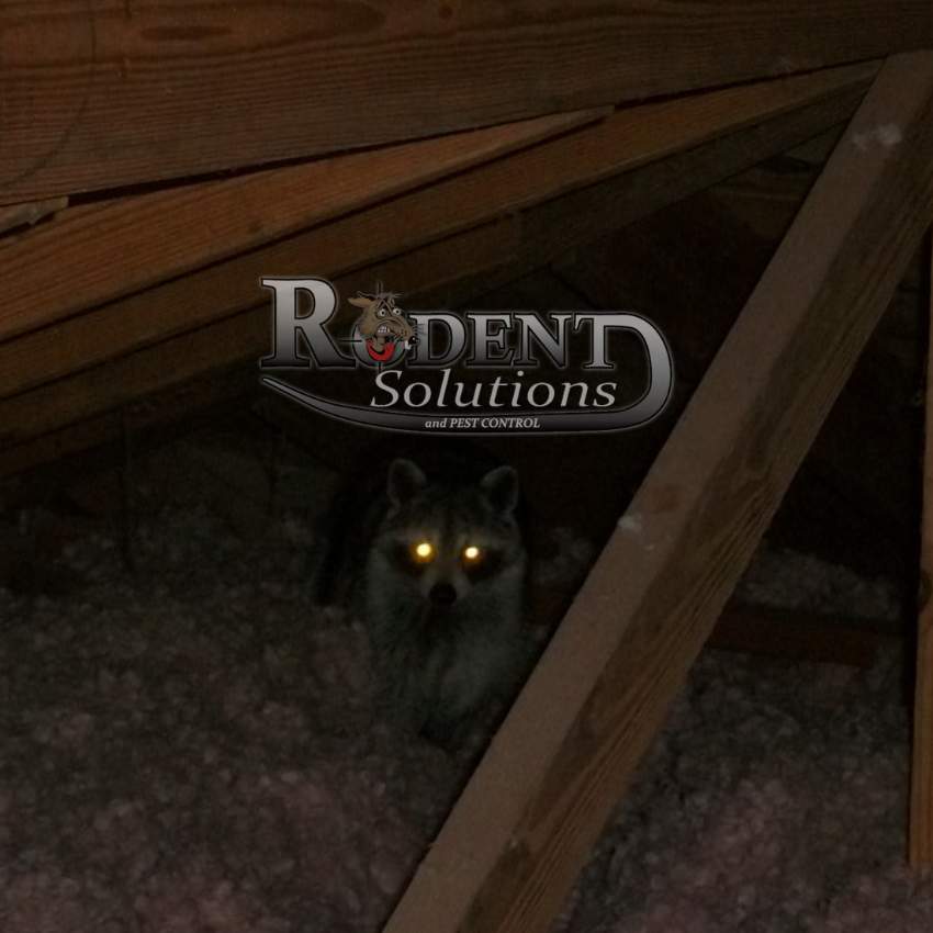 Raccoon Removal by Rodent Solutions