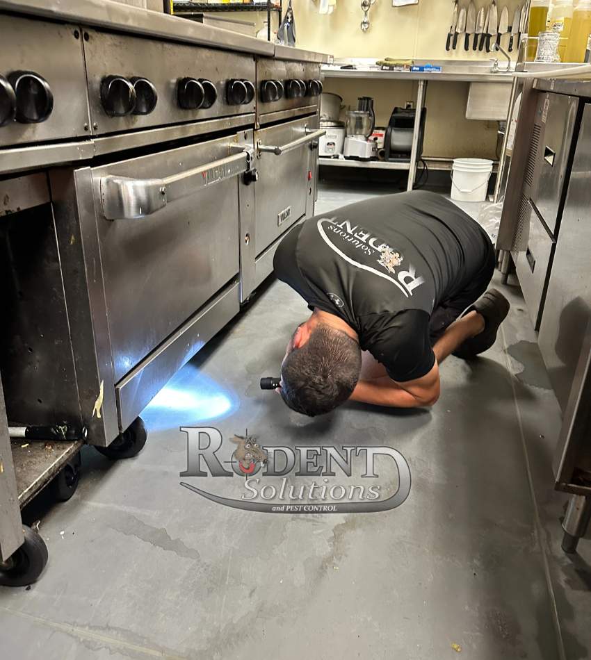 Nick Looking For Signs of Rodents in a Commercial Kitchen 