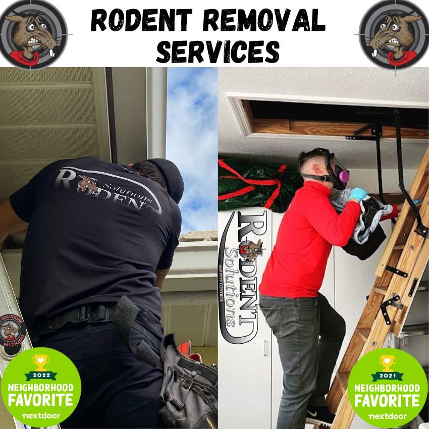 Rodent Removal Services