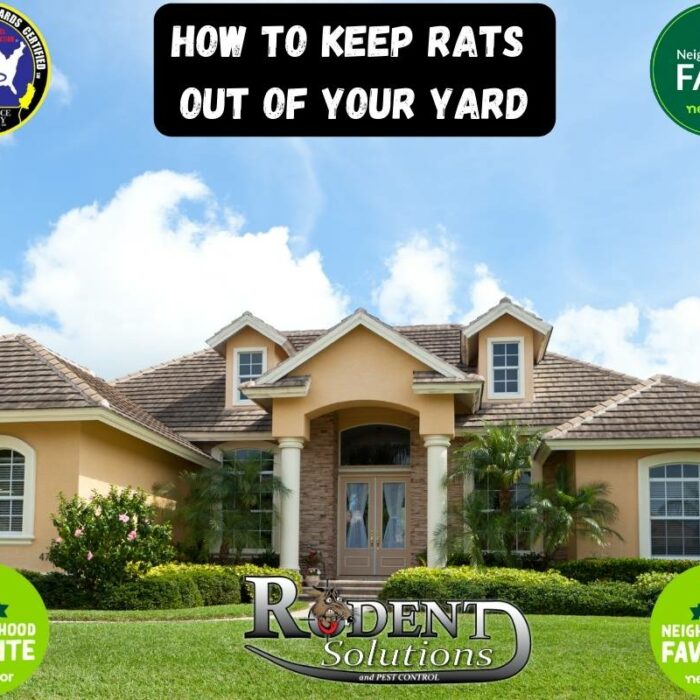 Get rid of rats outside