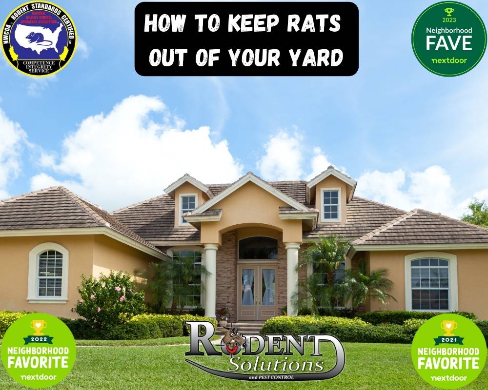 Get rid of rats outside
