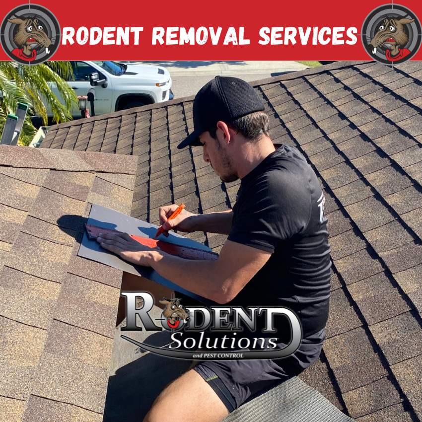 Rodent Exclusion in process from Rodent Solutions. 