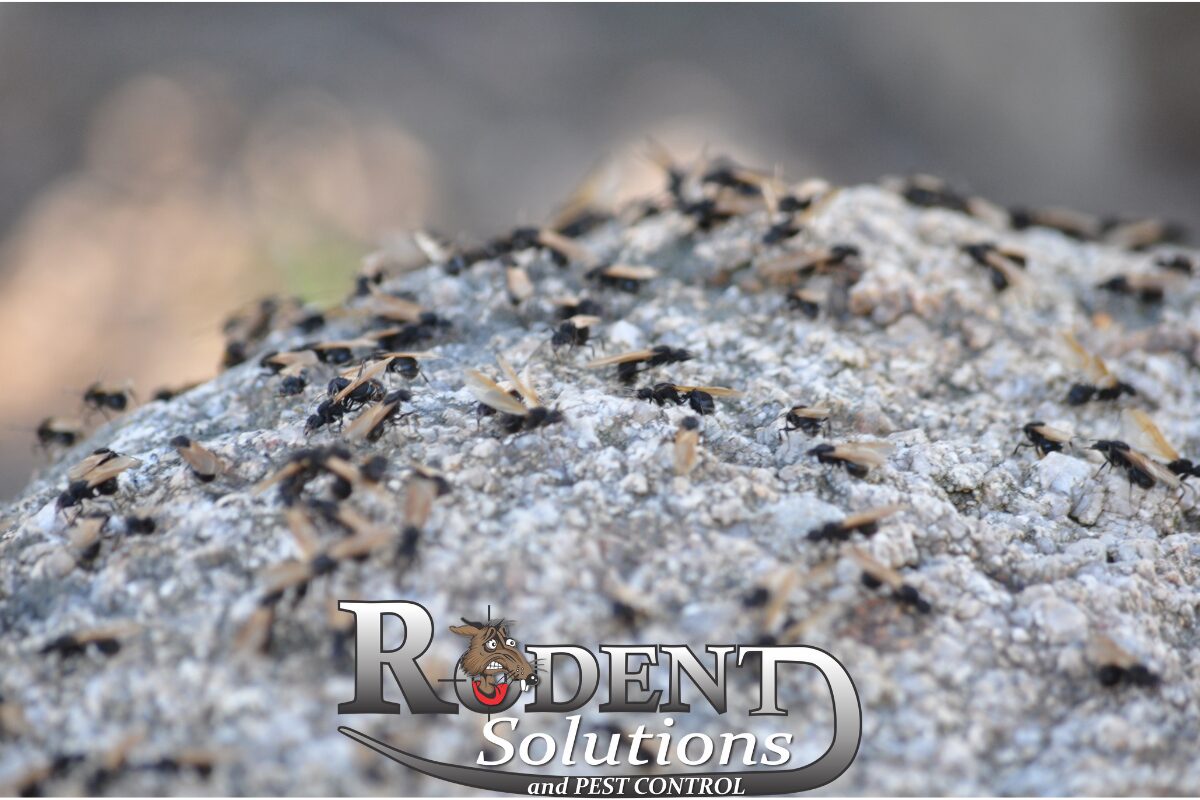 Flying ants on a rock rodent solutions
