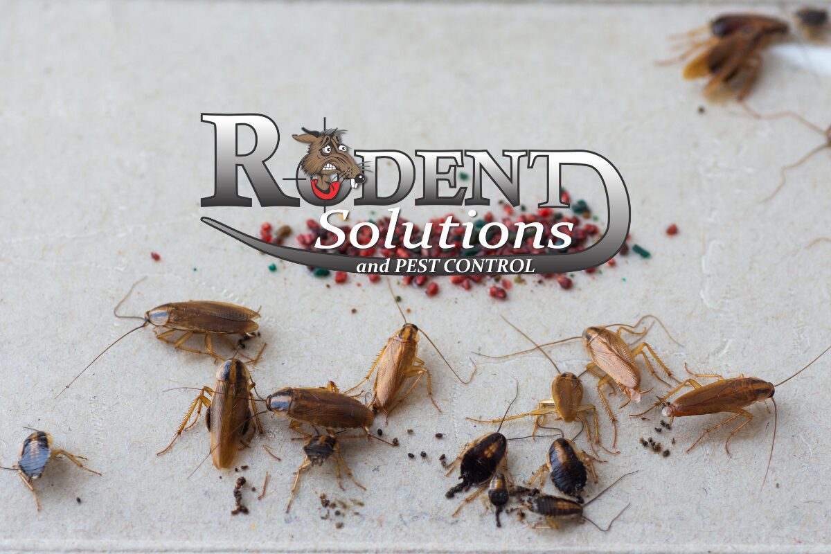 German Cockroaches with food Rodent Solutions