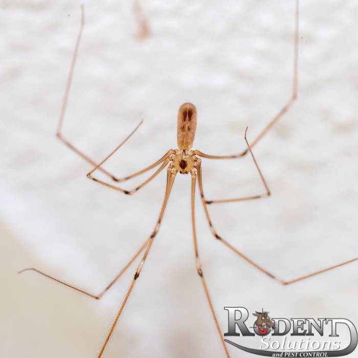 Daddy Long Legs Close Up