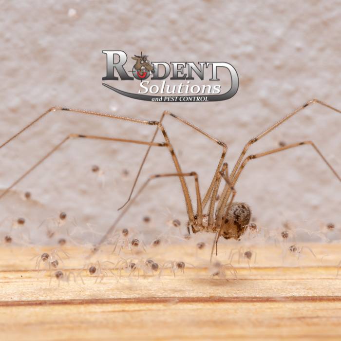  Cellar Spider vs. Dady Long Legs