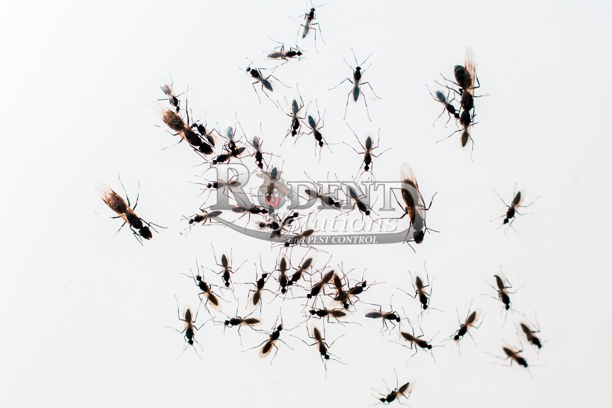 Flying ants on white background Rodent Solutions