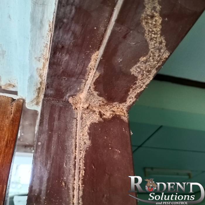 Termite damage on door
