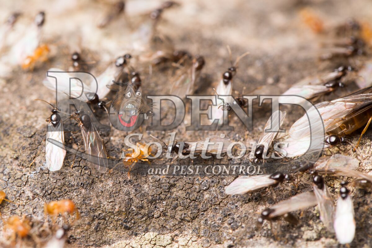 Flying ants on the ground Rodent Solutions