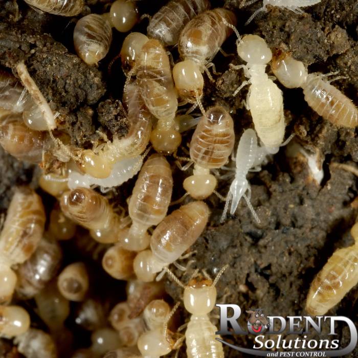Termites on ground