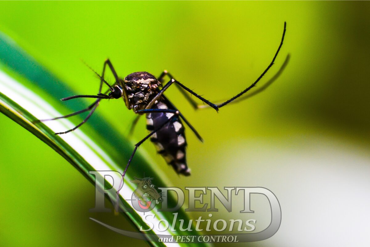 mosquito in bradenton florida rodent solutions