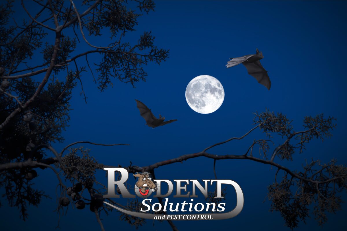 Bats flying in the night sky Rodent Solutions