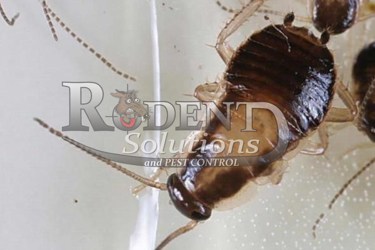 German cockroach nymph Rodent Solutions